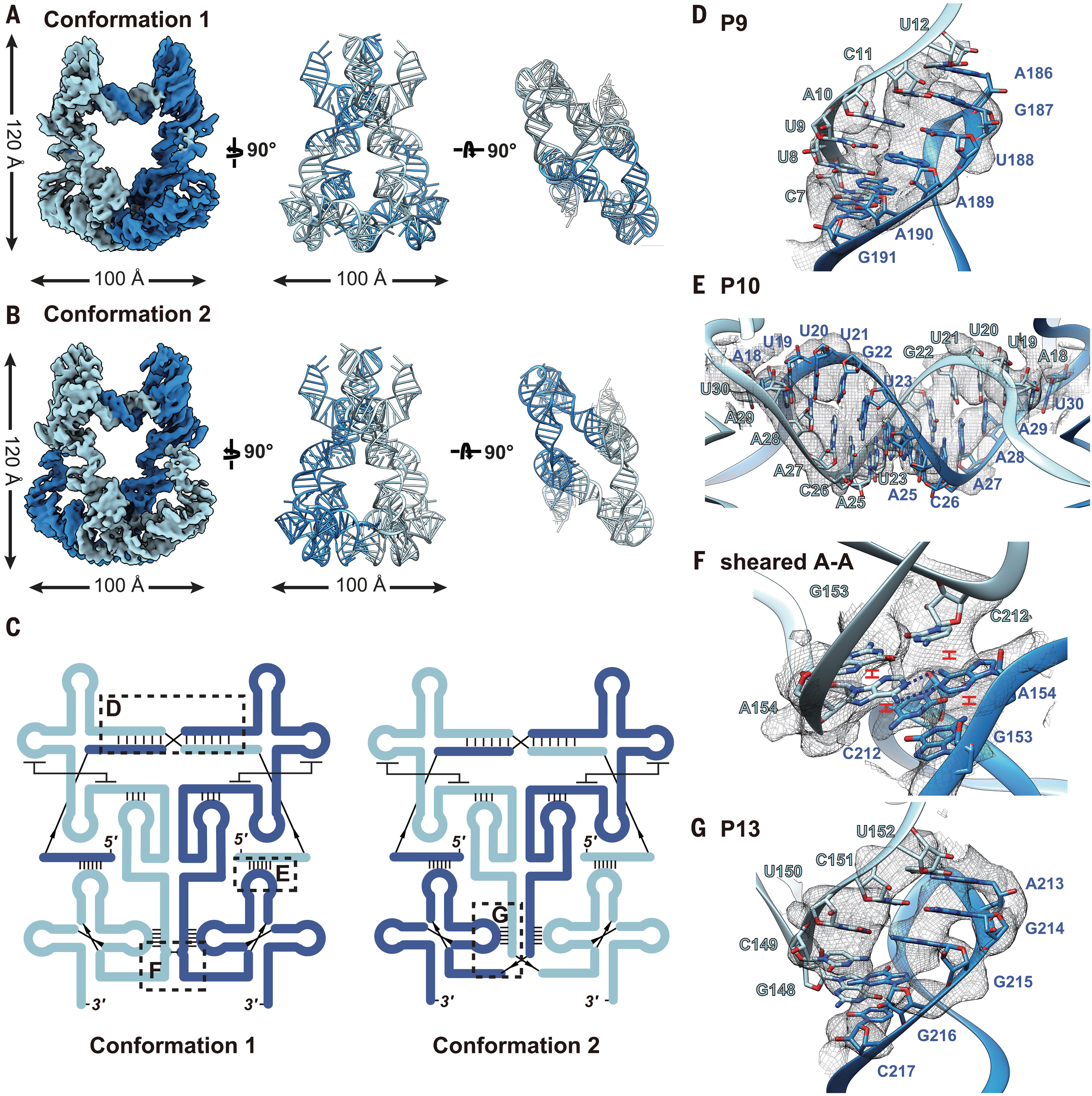 Cryo-EM reveals mechanisms of natural RNA multivalency